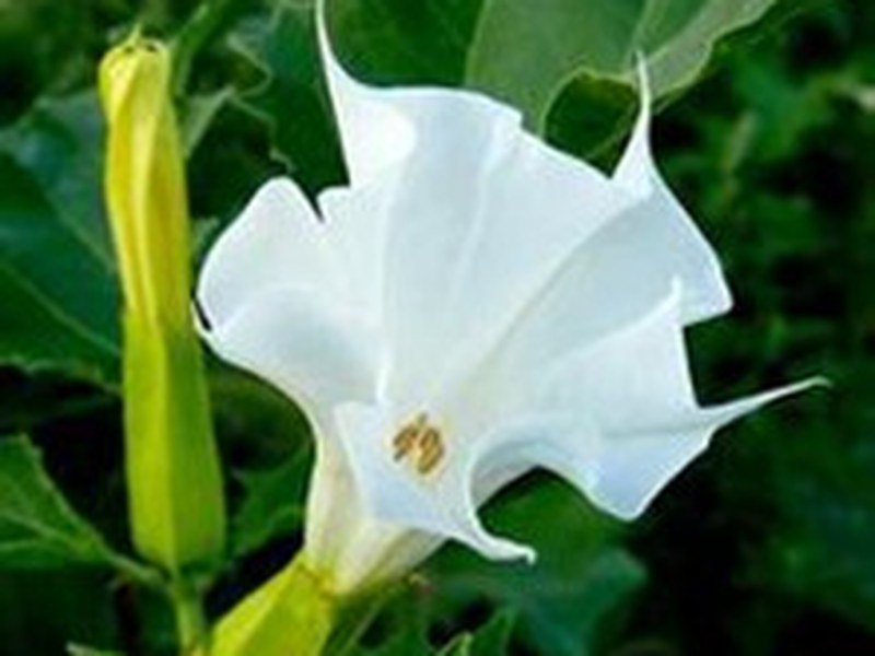 曼陀罗花