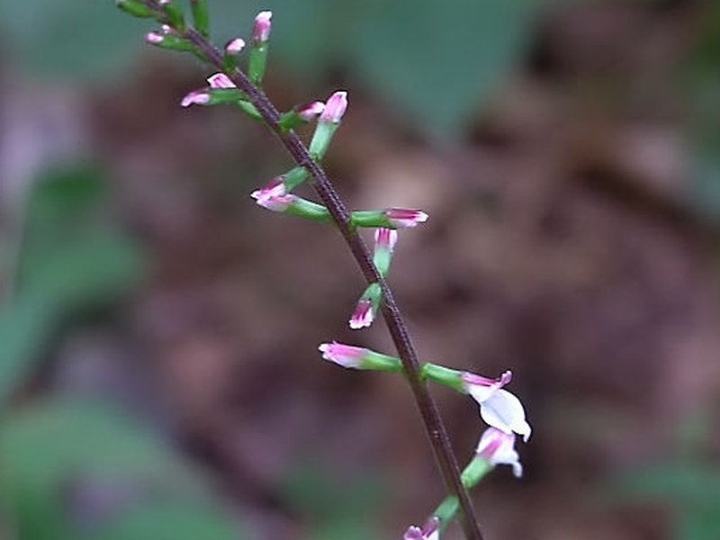 透骨草