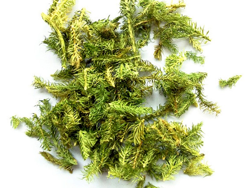 伸筋草