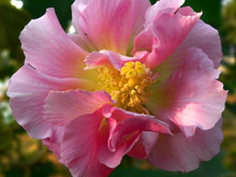 芙蓉花