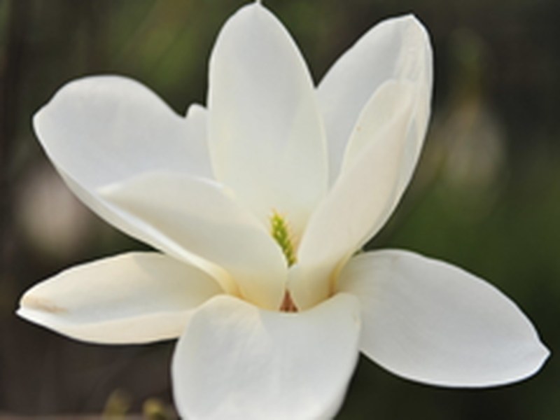 玉兰花