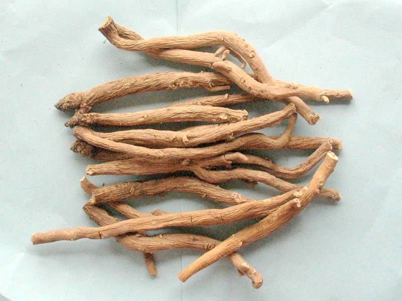 板蓝根