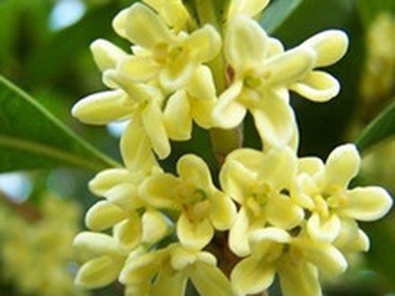 桂花
