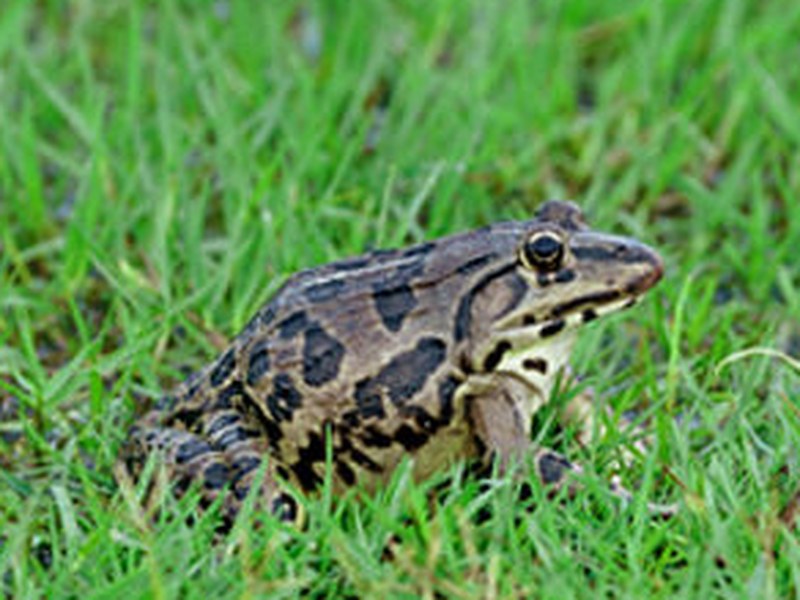 田鸡