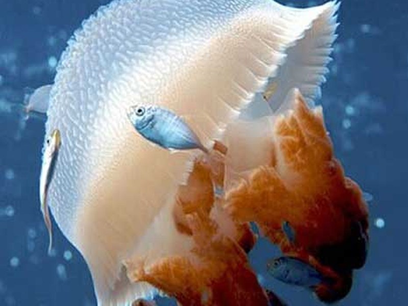 海蜇头