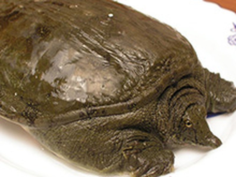 甲鱼