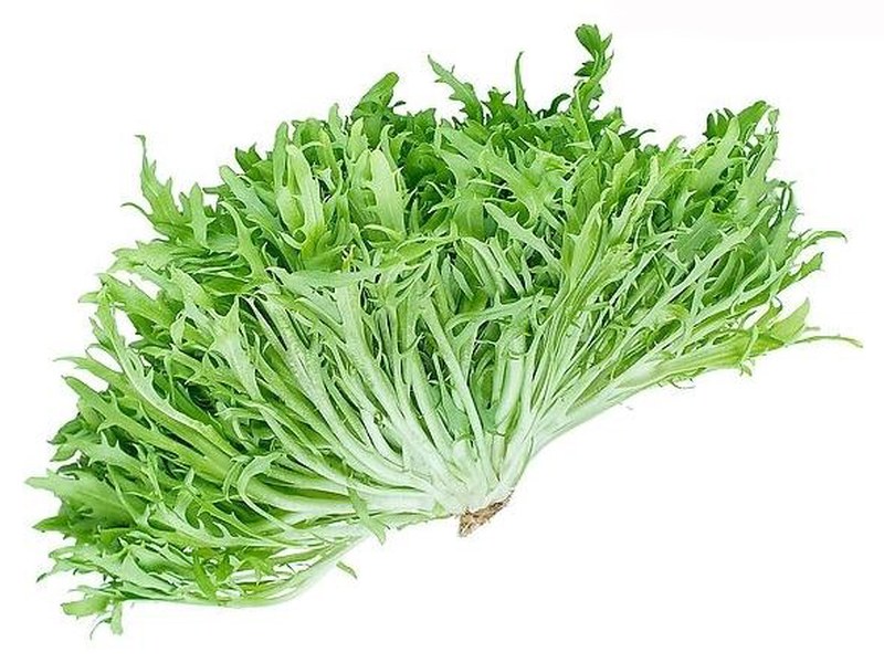 苦菊