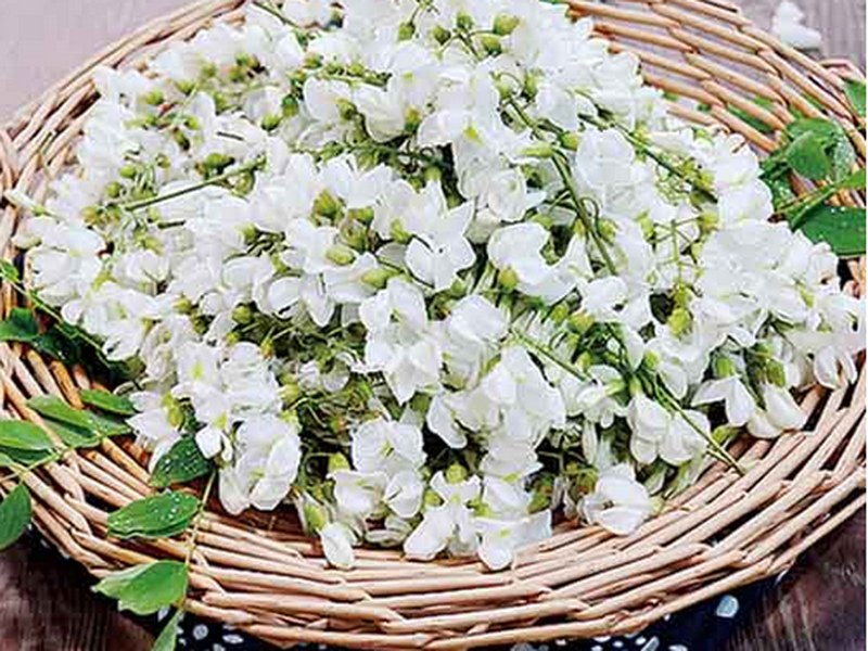 槐花