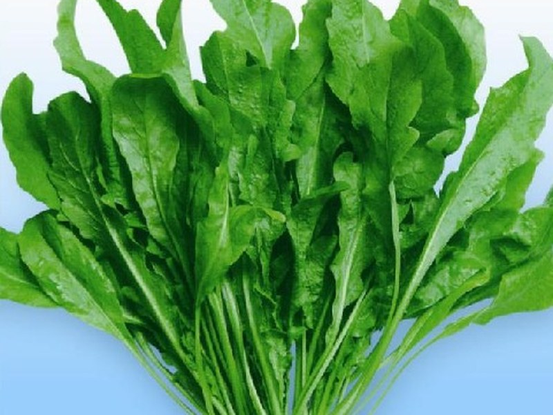 荠菜