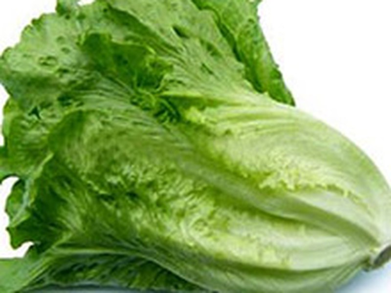 生菜