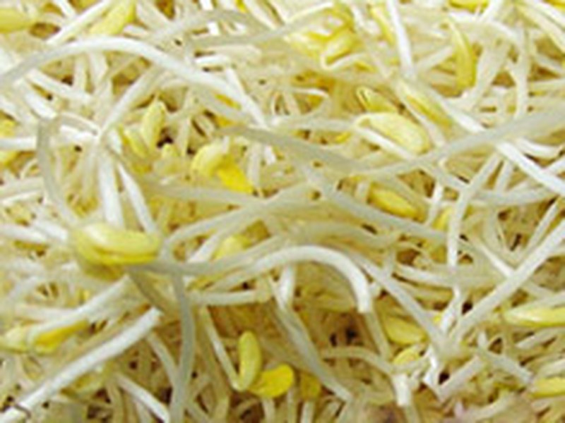 黄豆芽