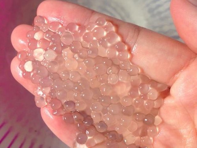 【椰汁水果西米捞】步骤4