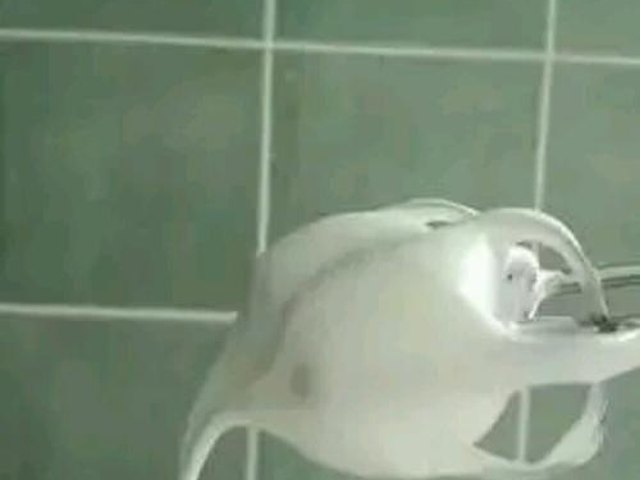 【小山进蛋糕卷】步骤4