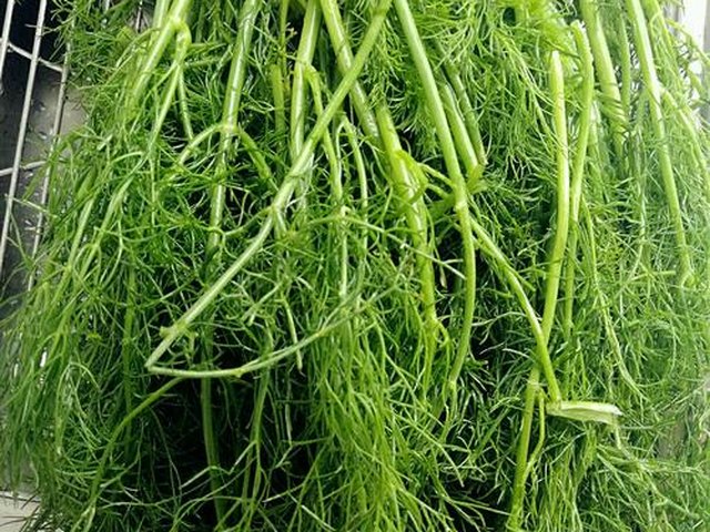 【茴香馅蝴蝶花式蒸饺】步骤1