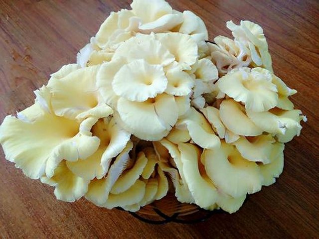 【榆黄菇猪肉饺子】步骤1