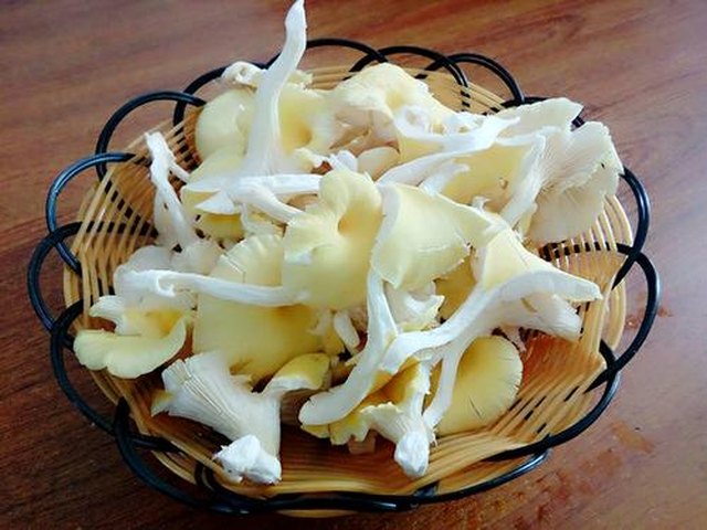 【榆黄菇猪肉饺子】步骤2