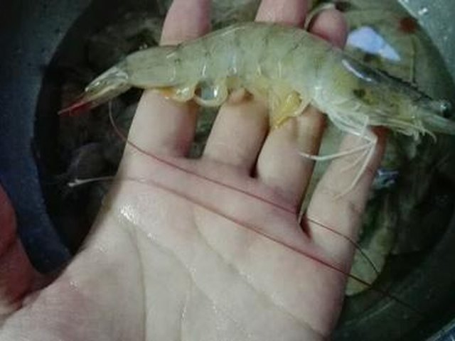 【白勺明虾】步骤2