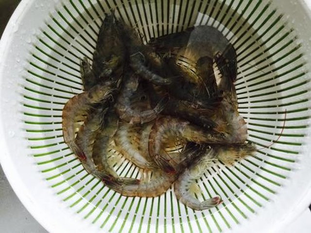 【粤式白灼虾】步骤3