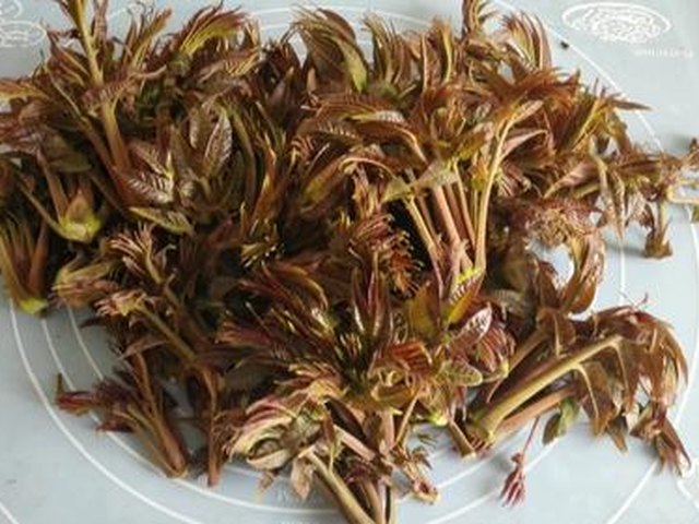 【嫩芽香椿拌黄豆】步骤1