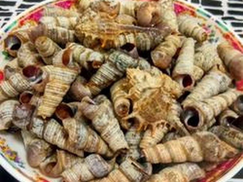 白煮海螺