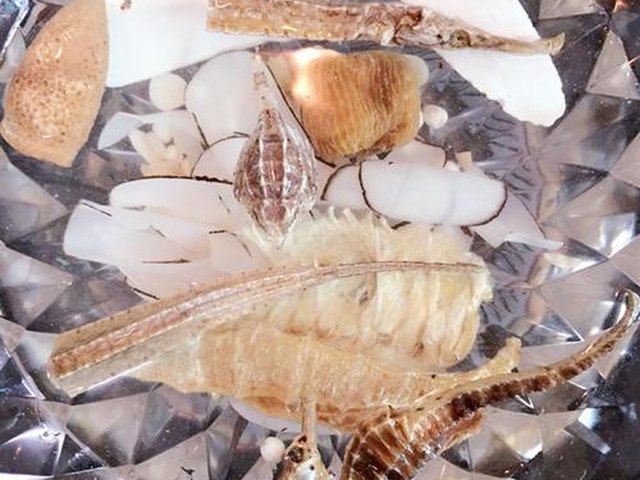 【海龙海马海雀汤】步骤1