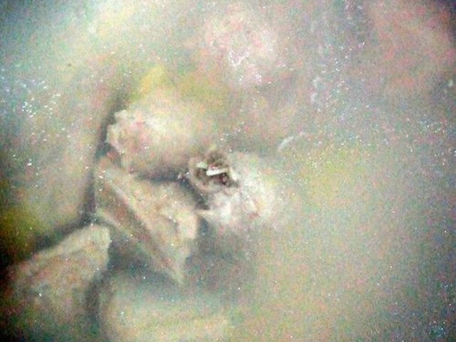 【虫草花莲藕排骨汤】步骤4