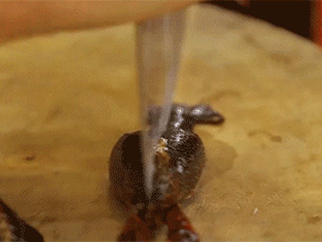 【宫爆龙虾】步骤2