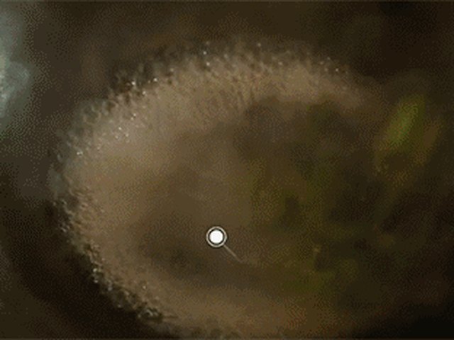 【宫爆龙虾】步骤4