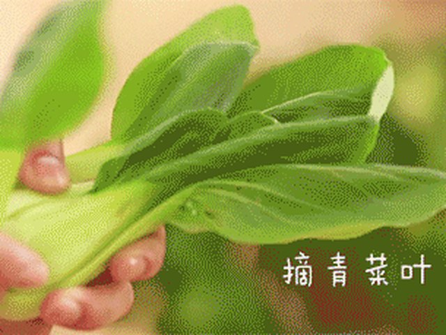 【青菜豆腐汤】步骤4
