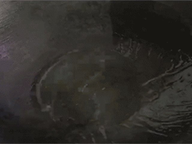 【耗油生菜】步骤2