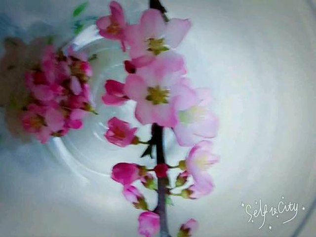 【桃花茶】步骤1