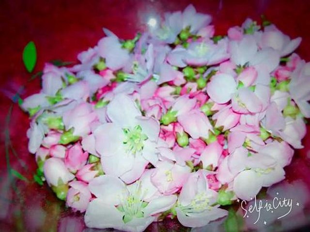 【桃花茶】步骤2