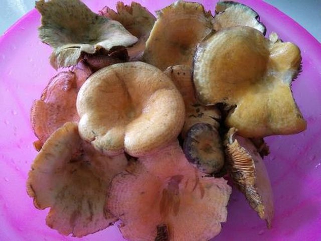 【枞树菌瘦肉汤】步骤1制作图解