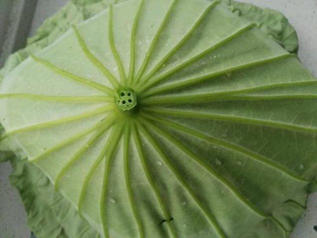 【清香荷叶粥】步骤4