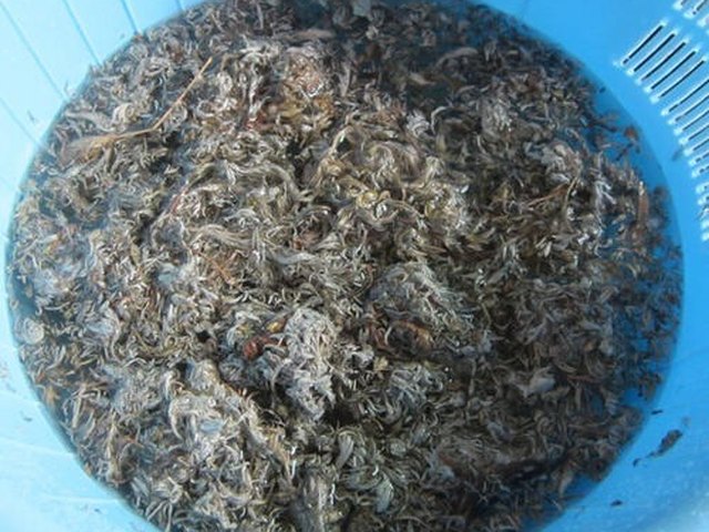 【绵茵陈鲫鱼汤】步骤3